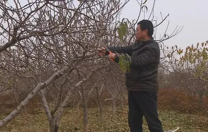 桃树冬天修剪“宝塔形”树形让桃树早丰产