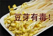 豆芽有毒