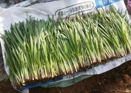 家庭阳台上怎样种韭菜？韭菜花可以吃吗？有什么好处？