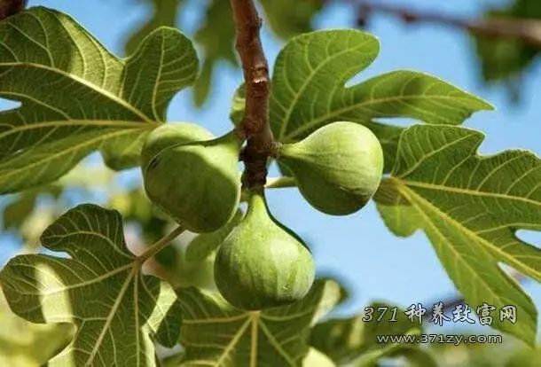 无花果什么时间种？如何栽培无花果