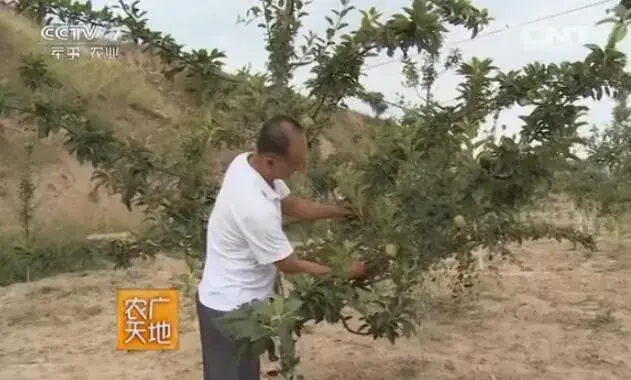 花牛苹果种植技术