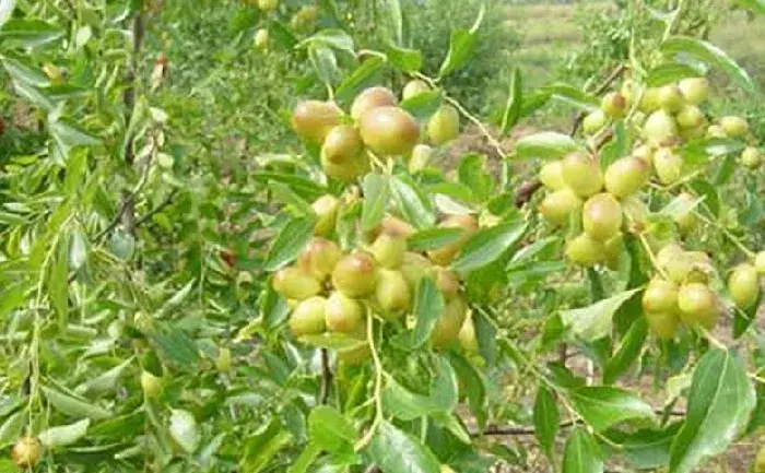 鲜枣种植常见病虫害及防治措施介绍