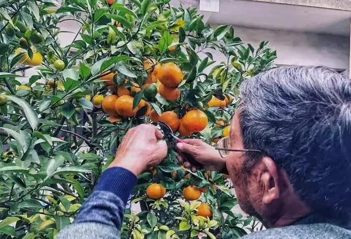 七旬老人痴迷果树嫁接，一棵树上种出11种水果！