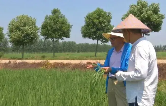 中稻巧避高温热害有妙招！