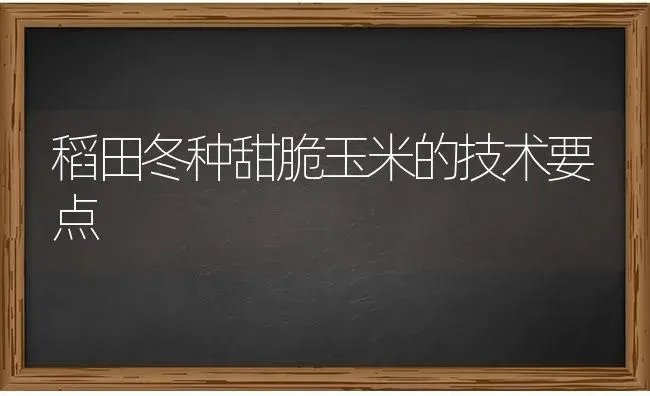 稻田冬种甜脆玉米的技术要点 | 蔬菜种植