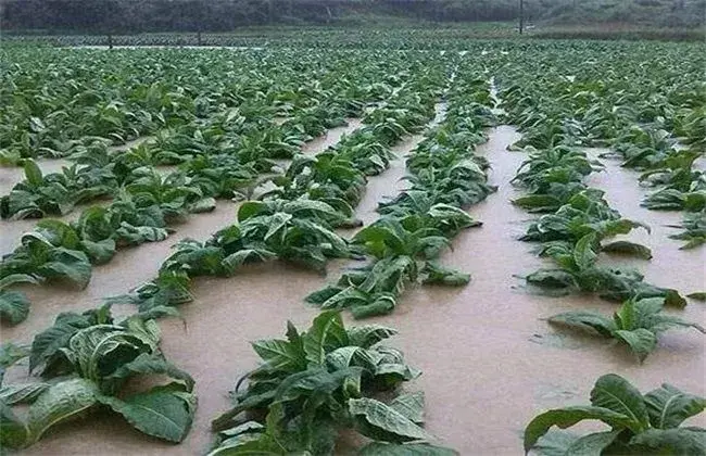 暴雨后蔬菜怎么管理