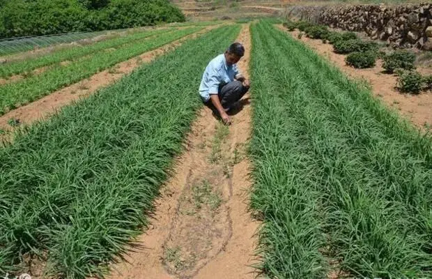 同样的地施同样的肥，他栽培的韭菜为啥能高产？