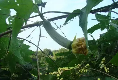 葫芦科丝瓜种子怎么催芽？多久能发芽？丝瓜子的功效与作用有哪些？