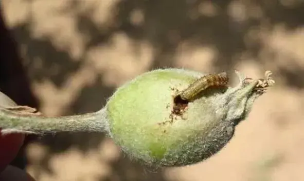 高抗性害虫用药配方