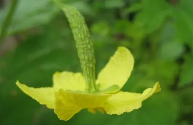 苦瓜开花结果期小心事项