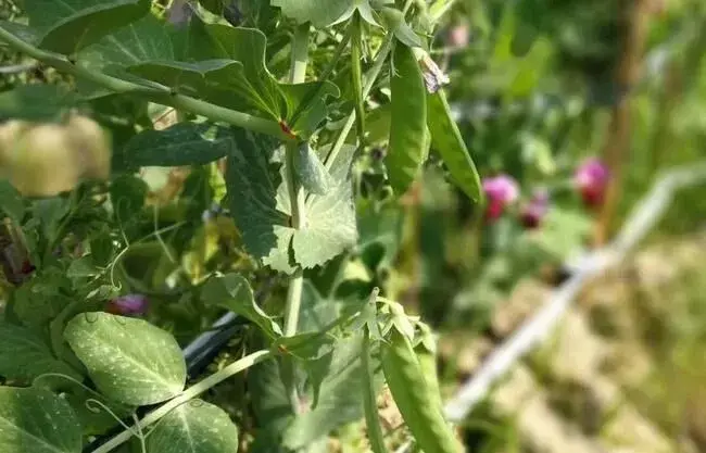 甜豌豆的栽培时间及种植技术