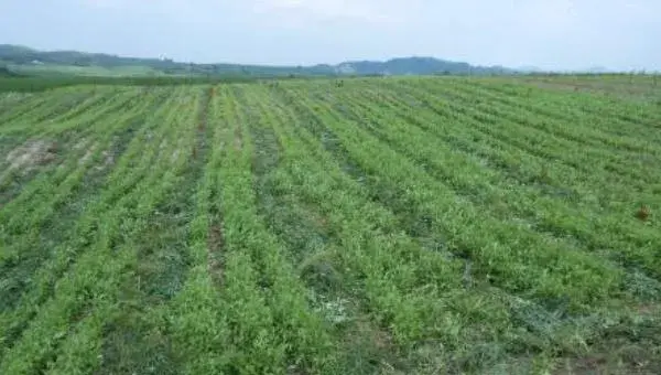 桔梗的种植季节 中药桔梗高产栽培技术