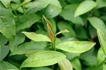 茶叶种植冬季管理要点