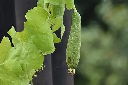 “瓜果药材”丝瓜什么时候种好？这样种收益倍增不是事！