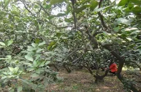 柑橘树遭遇冻害后怎么补救？