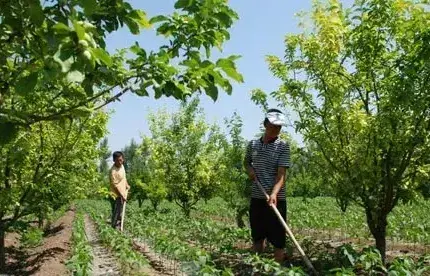 苹果园夏季管理病虫害防治技巧