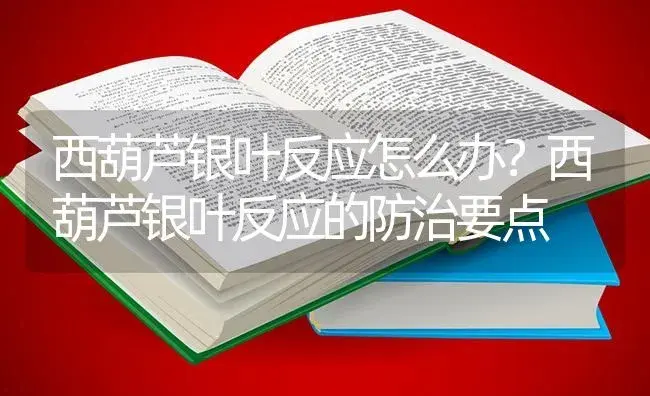 西葫芦银叶反应怎么办？西葫芦银叶反应的防治要点 | 蔬菜种植