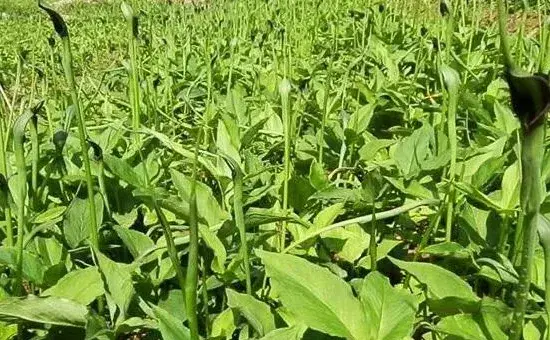 半夏种植技术，附病虫害防治方法