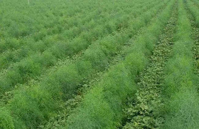 如何种好芦笋？芦笋栽培的小心事项