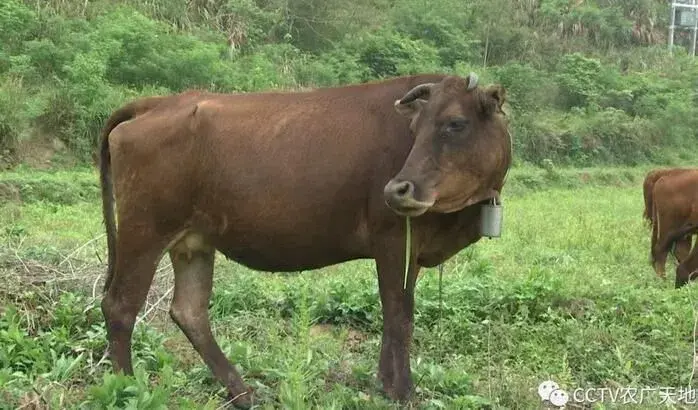 湖南郴州：晚收的香芋价更高 慢养的黄牛有市场