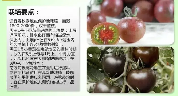 黑番茄种子价格是多少？栽培要点是什么？