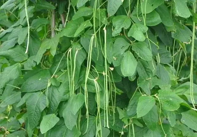 豇豆间断开花结荚，关键看这三点！