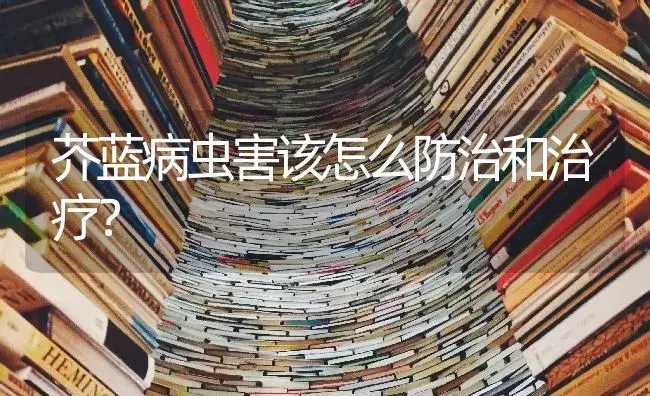 秋黄瓜栽培要做到四勤 | 蔬菜种植