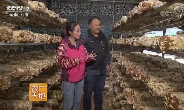 贵州印江：香菇种植和绿壳蛋鸡养殖探秘