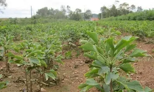 银杏树种植技术要点