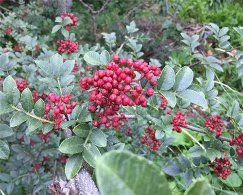 胡椒产地分布在哪儿？有什么功效？它和花椒有什么区别？