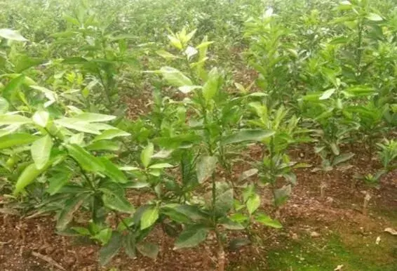 沃柑苗什么时间栽植最好,栽植后第一年如何管理？