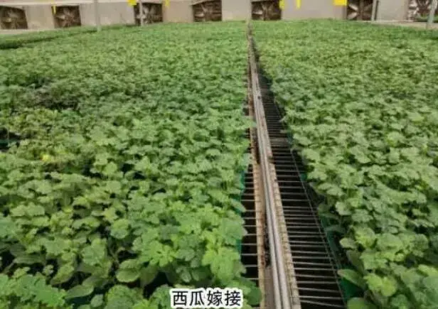 设施蔬菜连做障碍防控技术办法