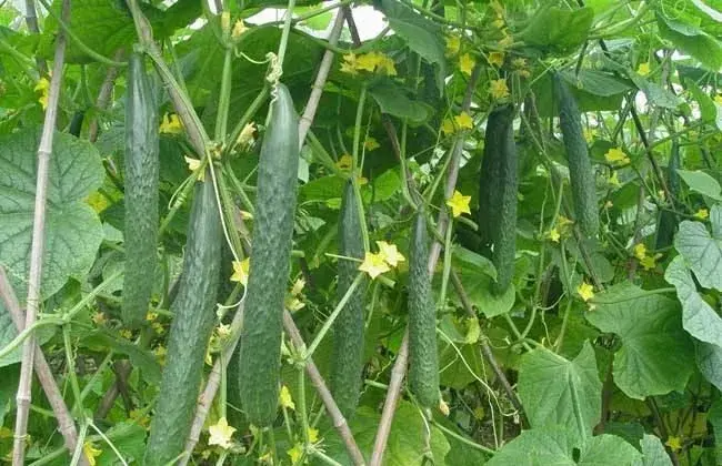 优质黄瓜高产种植技术