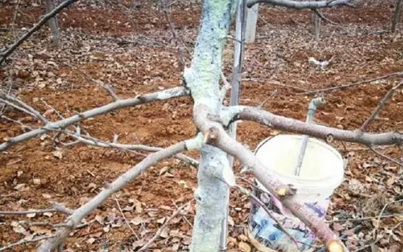 苹果树休眠期到萌芽的管理要做好，全年丰收有保障！