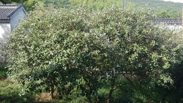 菲油果家庭种植方法，需注意施肥和修剪