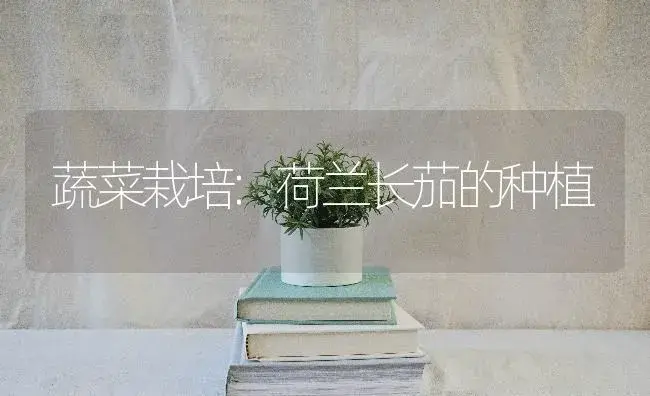 蔬菜栽培:荷兰长茄的种植 | 蔬菜种植