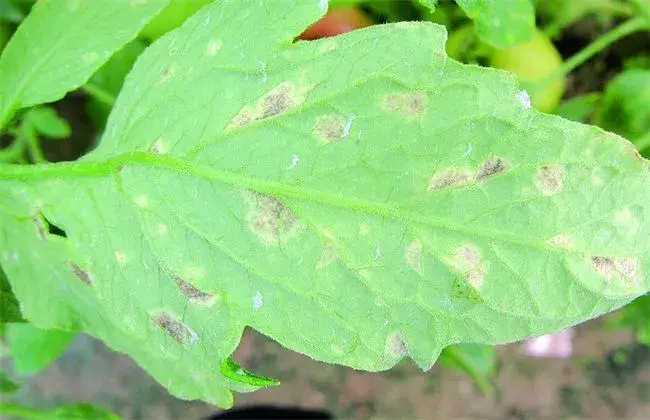 秋天番茄的常见病害及防治和治疗