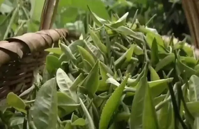 茶园里套种玉米一举两得好处多