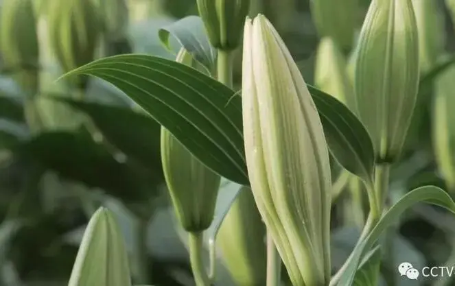 百合栽培一亩收入几万元，东海单华云依靠鲜切花圆致富梦！