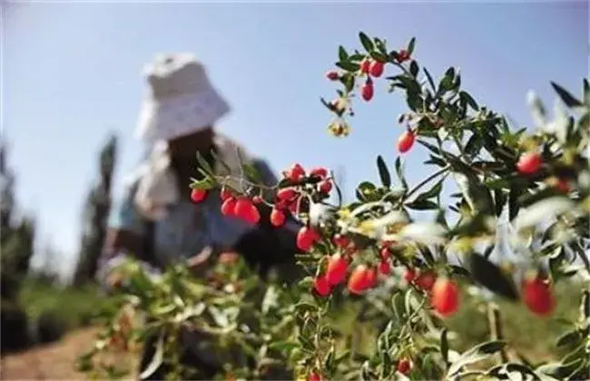 枸杞落花落果的起因是什么，怎么防治和治疗？