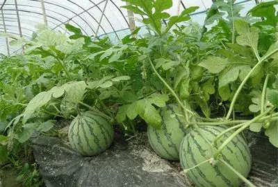 秋天棚室西瓜种植技术要点