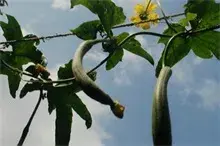 丝瓜蔓枯病防治方法