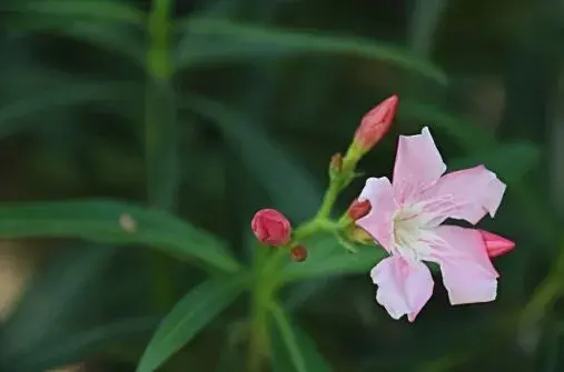 夹竹桃有毒吗？附图片大全