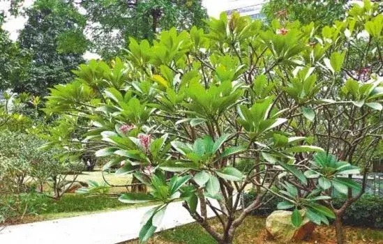 园林植物种植常见病虫害及防治方法