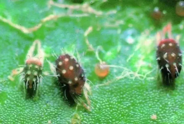 高抗性害虫用药配方