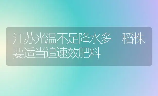 江苏光温不足降水多 稻株要适当追速效肥料 | 植物肥料