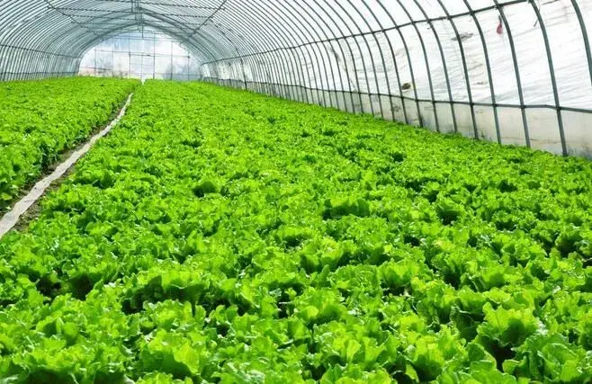 夏天为蔬菜棚室降温，这些对策很管用！