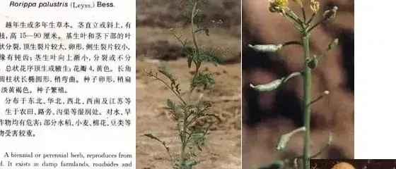 十字花科杂草