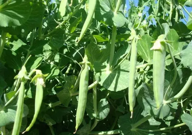 豌豆棚室种植技术