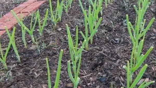 大蒜的种植及管理技术，适时播种合理施肥